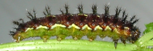 Larvae